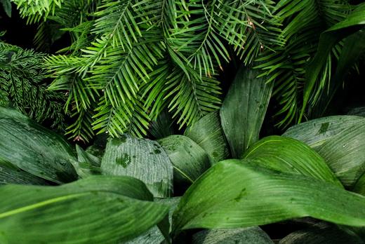5 Air-Purifying House Plants That Are *Really* Hard To Kill